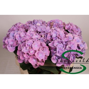 HYDR M CH MARSEPE BL