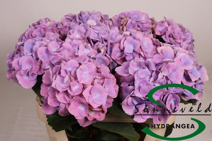 <h4>HYDR M CH MARSEPE BL</h4>