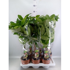 Pachira aquatica