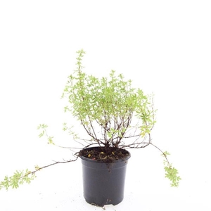 Potentilla Blink