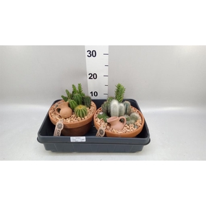 Arr.  Cactus L%