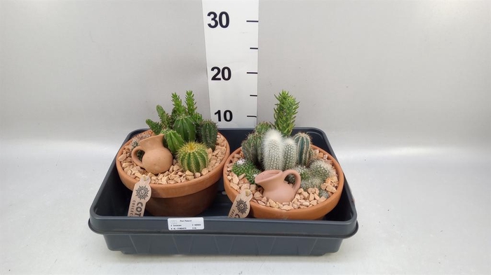 <h4>Arr.  Cactus L%</h4>