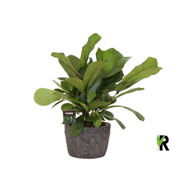 <h4>Ficus Lyrata ´Clumb´ in keramiek leisteen</h4>