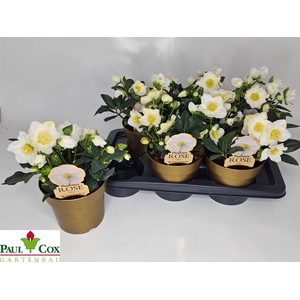 HELL NI HGC WINTERGO