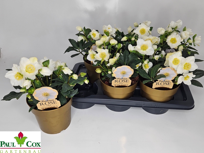 <h4>HELL NI HGC WINTERGO</h4>