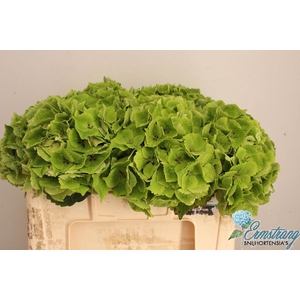 Hydrangea mag emerald classic