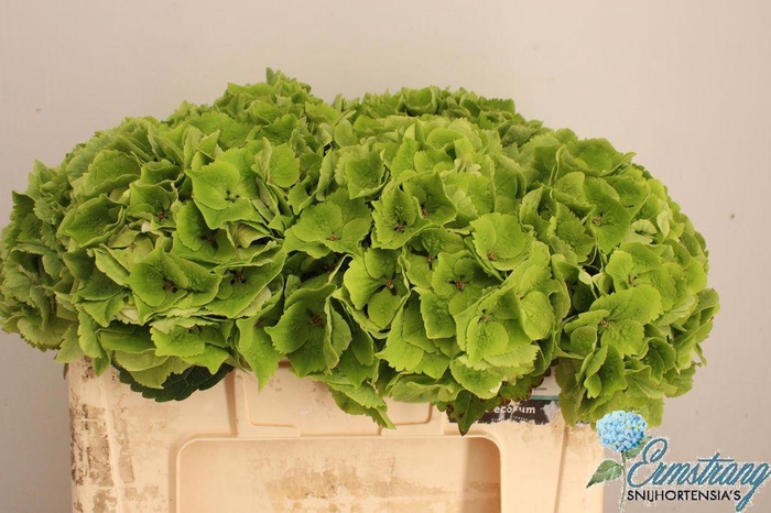 <h4>Hydrangea mag emerald classic</h4>
