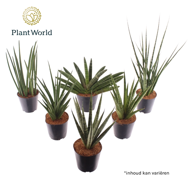 <h4>Sansevieria luxe mix</h4>