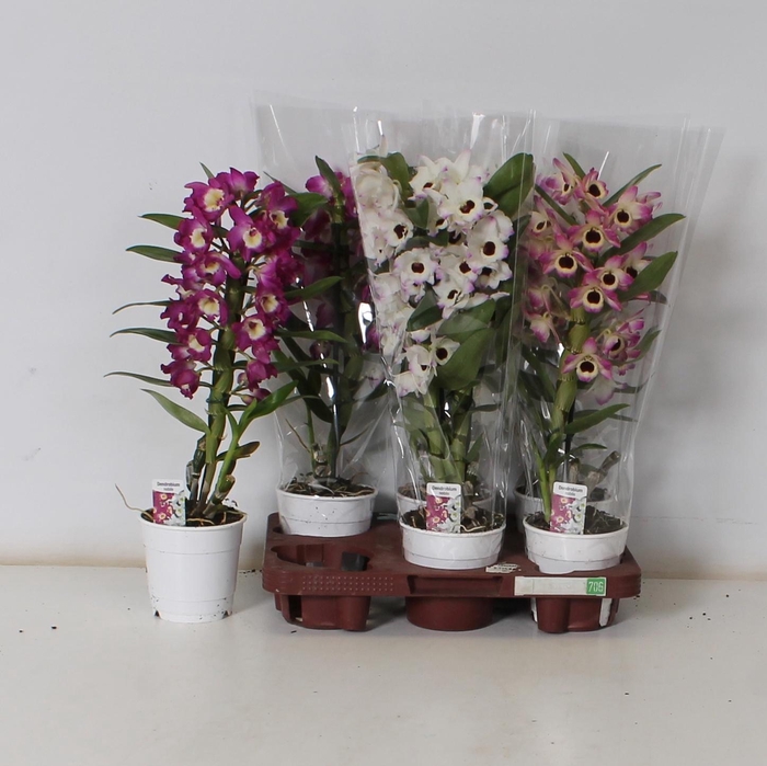 <h4>DENDR N GEM</h4>