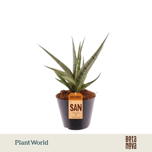 Sansevieria Ceaser