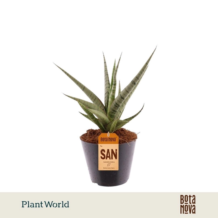 <h4>Sansevieria Ceaser</h4>
