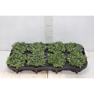 FITONIA C13 MINI