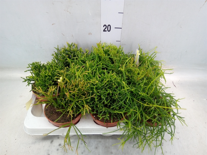 <h4>Rhipsalis   ...mix</h4>