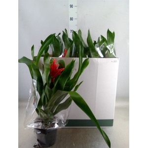 Aechmea  'Rozanne Elegant Red'