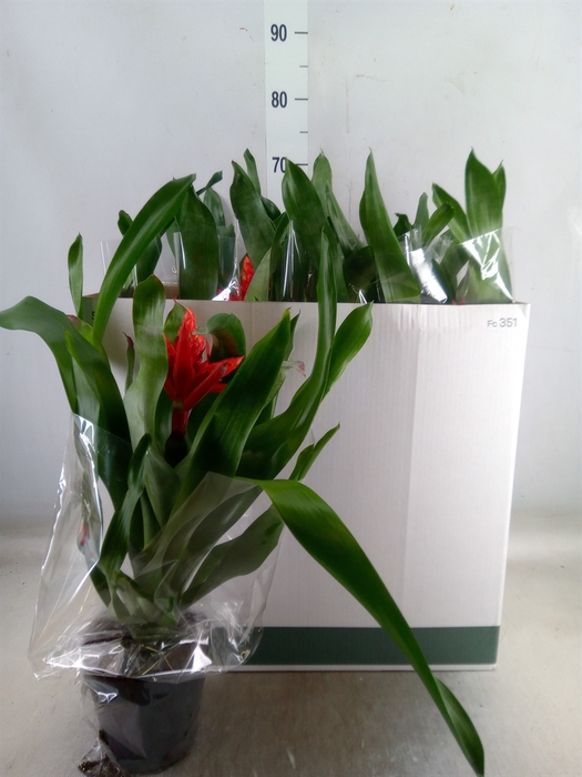 <h4>Aechmea  'Rozanne Elegant Red'</h4>