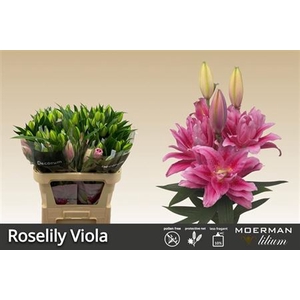Lilium Oriental double Grp Roselily Viola