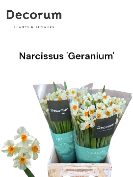 <h4>Narcissus Geranium</h4>