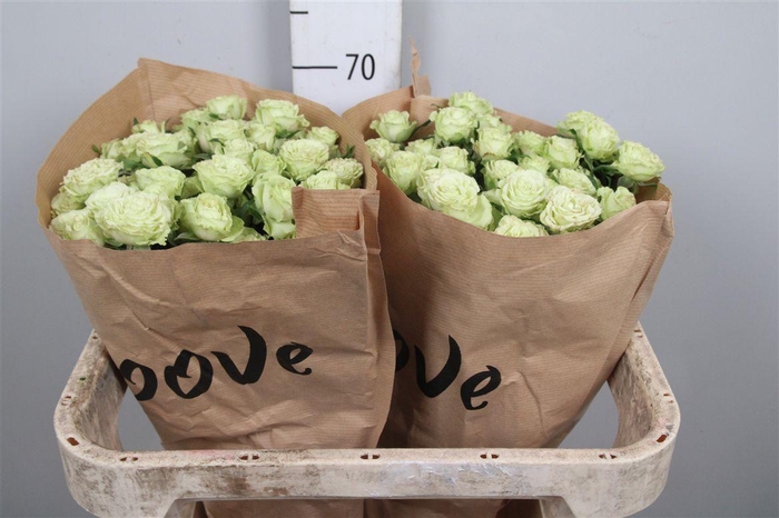 <h4>R Tr Limousine</h4>