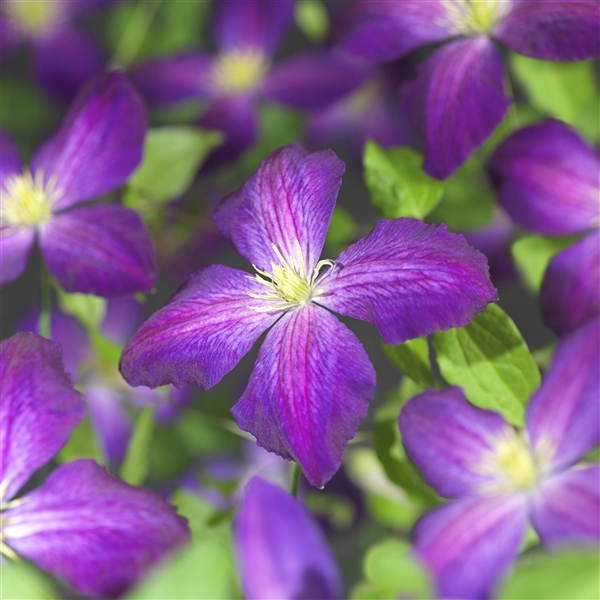 <h4>Clematis So Many® Purple Flowers PBR +3.0 label</h4>