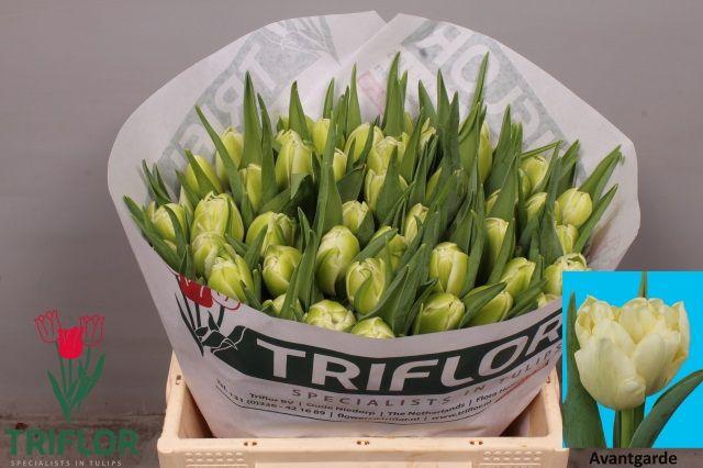 <h4>TU DU AVANT GARDE</h4>