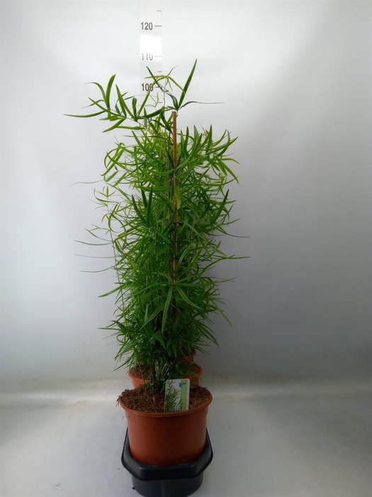 <h4>Asparagus falcatus</h4>