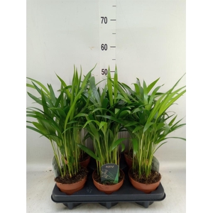 Dypsis lutescens   ...Chrysalidoca