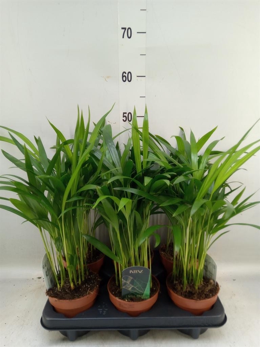 <h4>Dypsis lutescens   ...Chrysalidoca</h4>