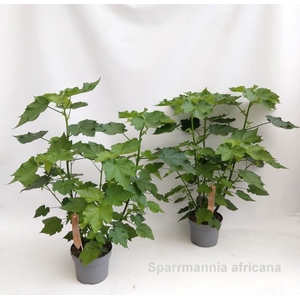 Sparmannia africana