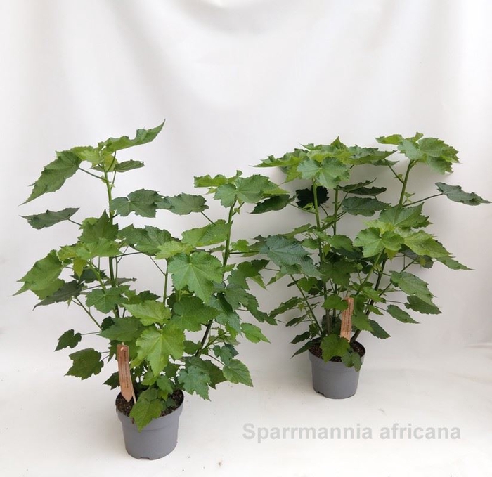 <h4>Sparmannia africana</h4>