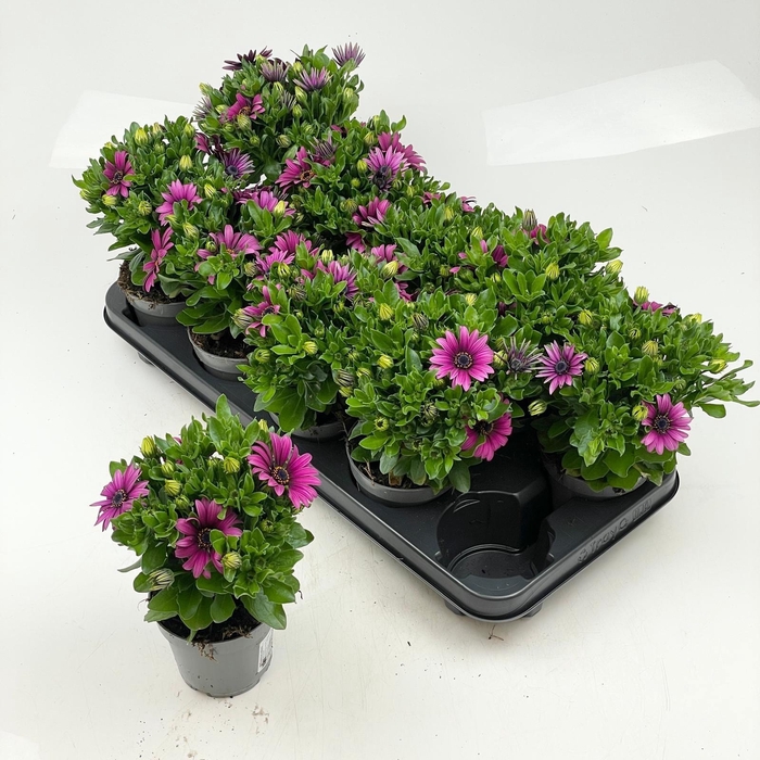 <h4>OSTEO SUNNY CAMBRIA</h4>