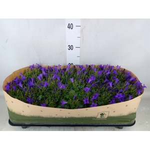 Campanula porten. 'Get Mee'