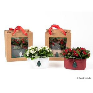 KALANCHOE BLOSSFELDIANA  p6