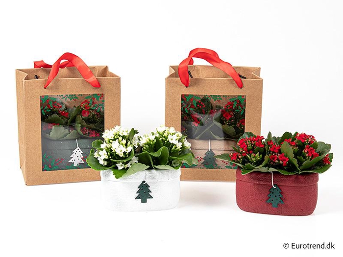 <h4>KALANCHOE BLOSSFELDIANA  p6</h4>