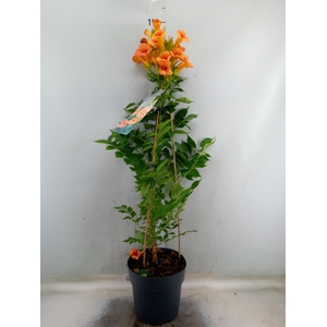 Campsis tagliab. 'Indian Summer'