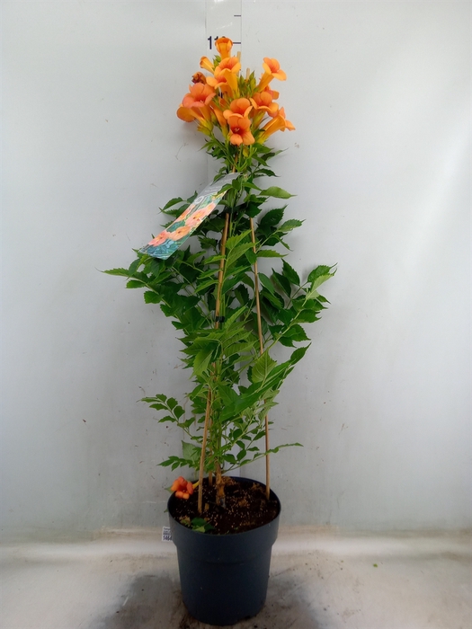 <h4>Campsis tagliab. 'Indian Summer'</h4>