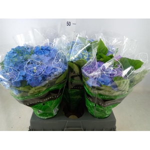 Hydrangea mac. 'Early Blue'