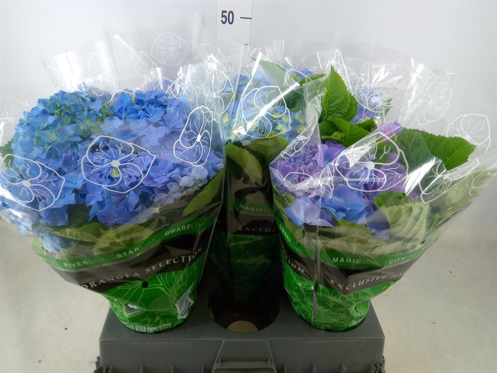 <h4>Hydrangea mac. 'Early Blue'</h4>