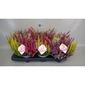Calluna vulg. 'Beauty L High Five'