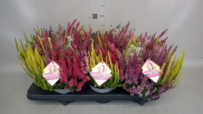 <h4>Calluna vulg. 'Beauty L High Five'</h4>