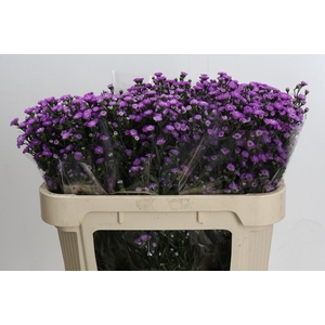 Ast Astee M Baby Pin