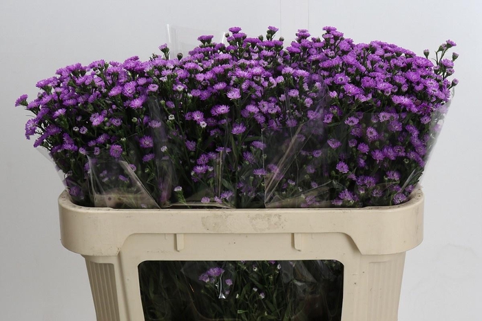 <h4>Ast Astee M Baby Pin</h4>