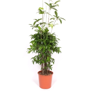 Dracaena Surculosa