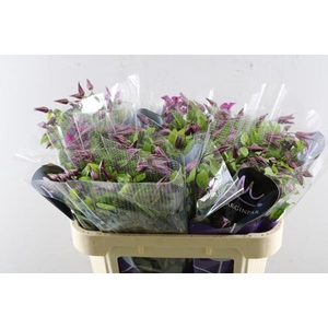 Clematis Kyiv L 70