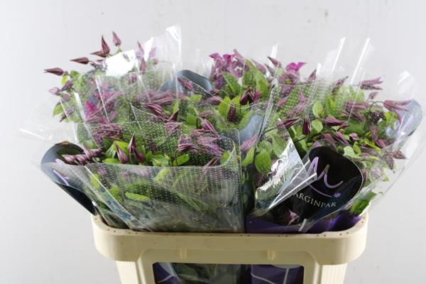 <h4>Clematis Kyiv L 70</h4>