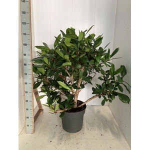 FICUS CYATHISTIPULA