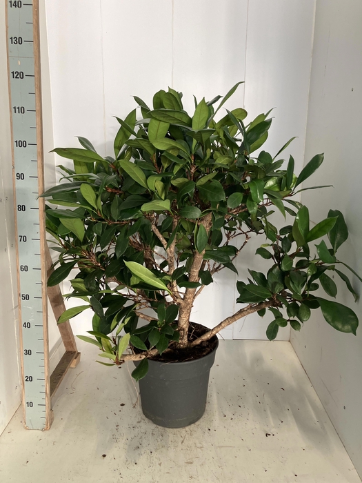 <h4>FICUS CYATHISTIPULA</h4>