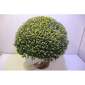 Chrys Gr Ov Yellow