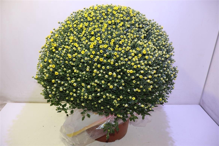 <h4>Chrys Gr Ov Yellow</h4>