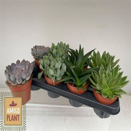 Succulent Gemengd 12cm