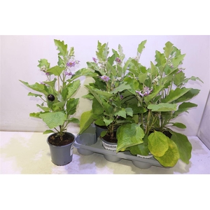 arr8 Aubergine Planten